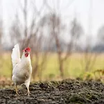Boerderij Zonneveld