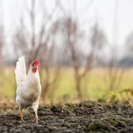 Boerderij Zonneveld